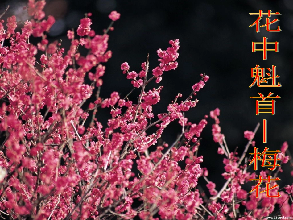 开花结果的上课课件_第2页