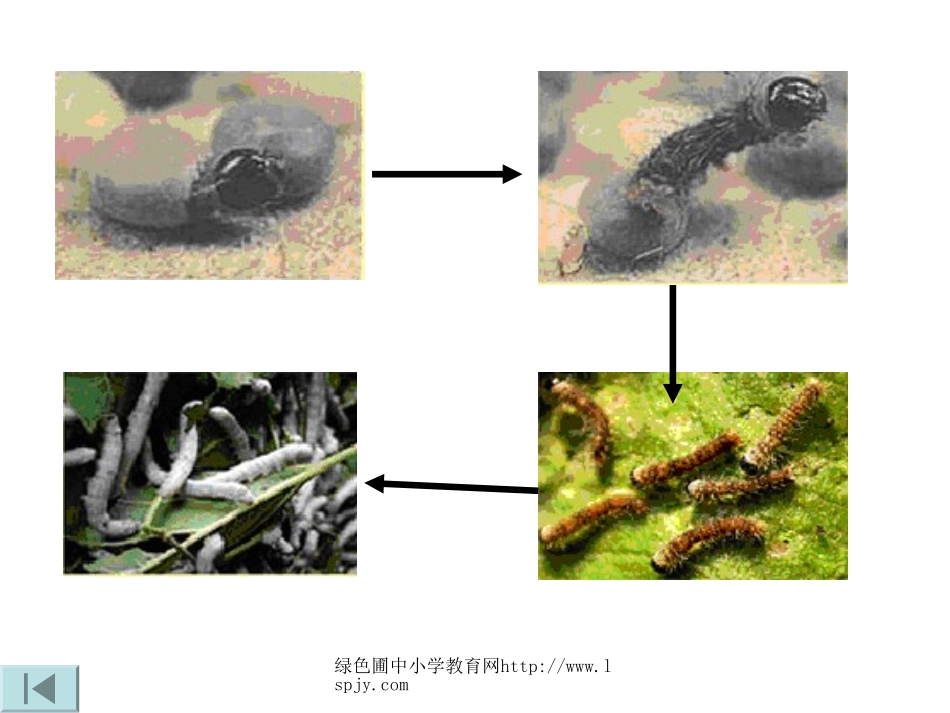蚕的生长变化PPT_第1页