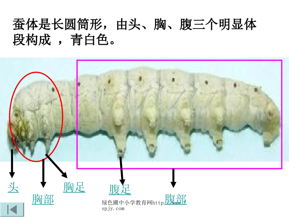 蚕的生长变化PPT_第3页