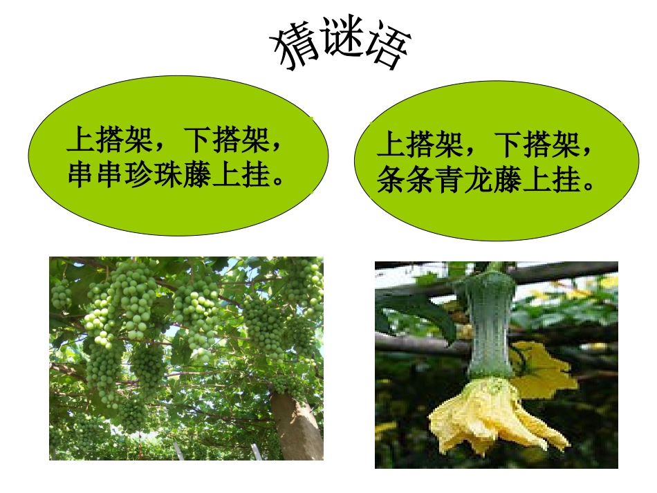 四年级《爬山虎的脚》教学课件_第2页