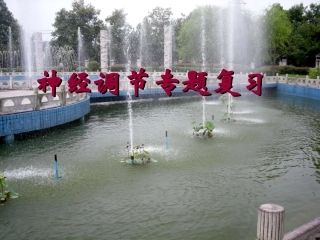 神经调节专题复习