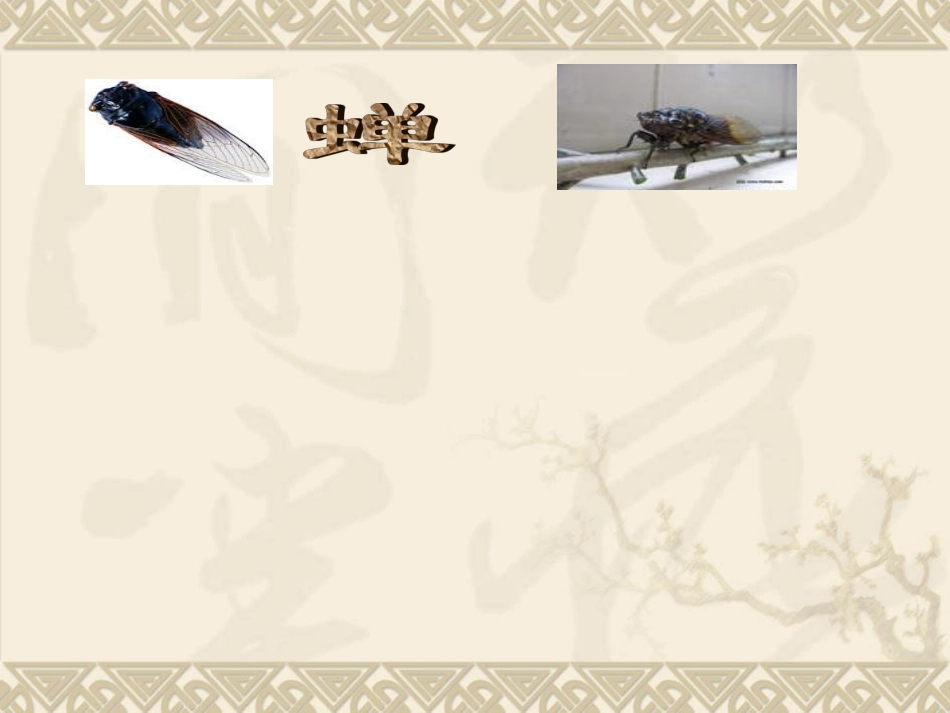《短文两篇》（蝉，贝壳）PPT课件_第3页