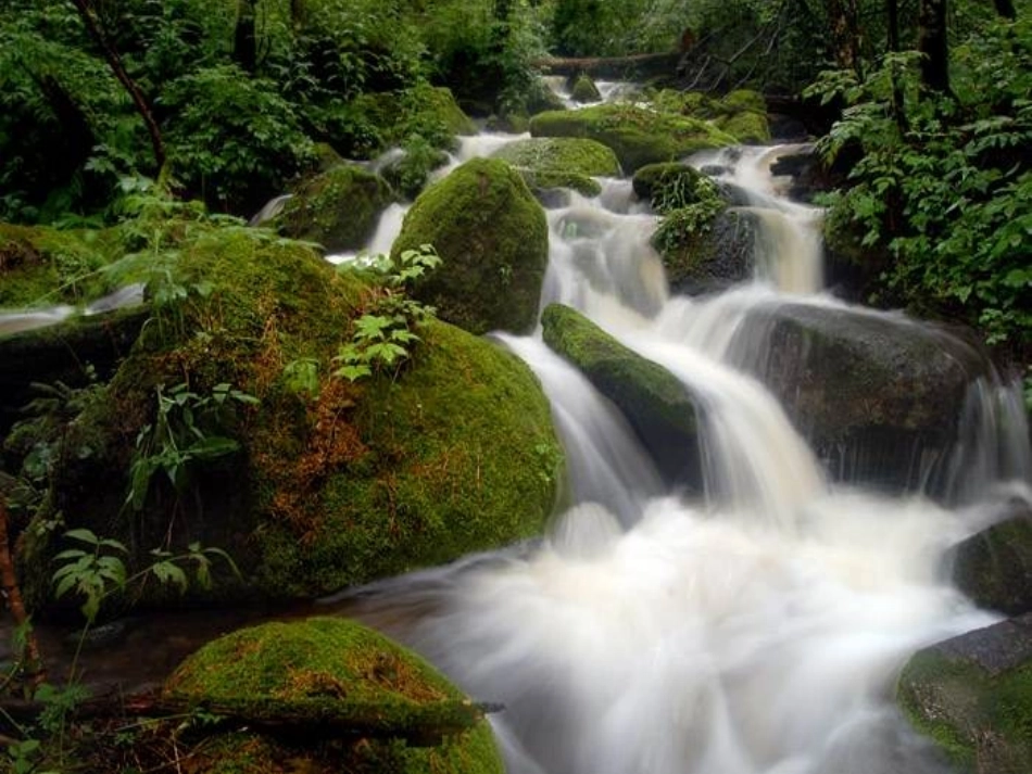 《美丽的小兴安岭》课件 (2)_第3页