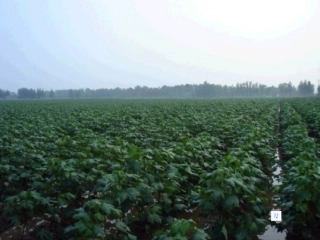 人教版一年级语文下册30棉花姑娘_课件PPT(1)