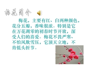 《梅花魂》课件6 (2)