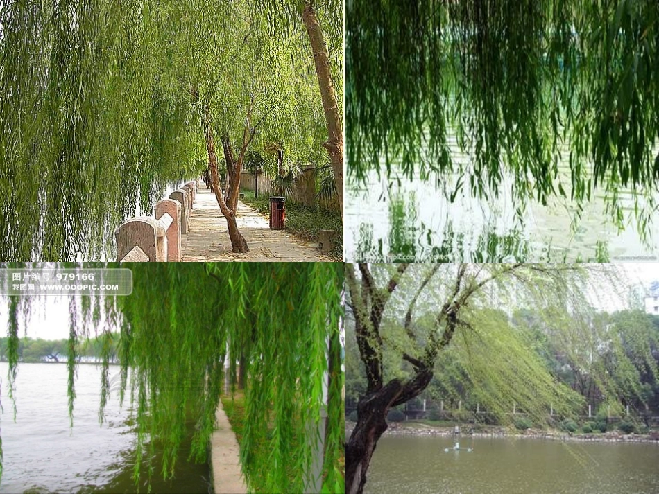 古诗《咏柳》_第3页