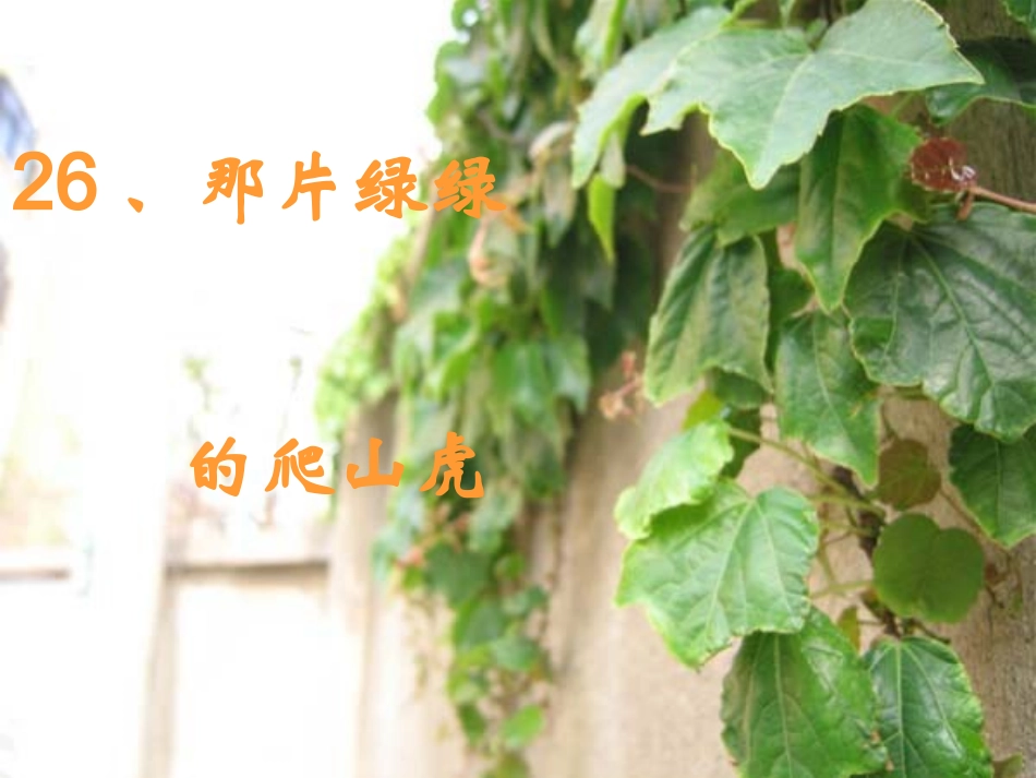 那片绿绿的爬山虎_第3页