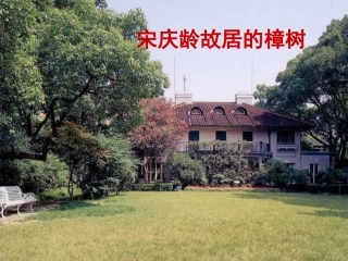 宋庆龄故居的樟树
