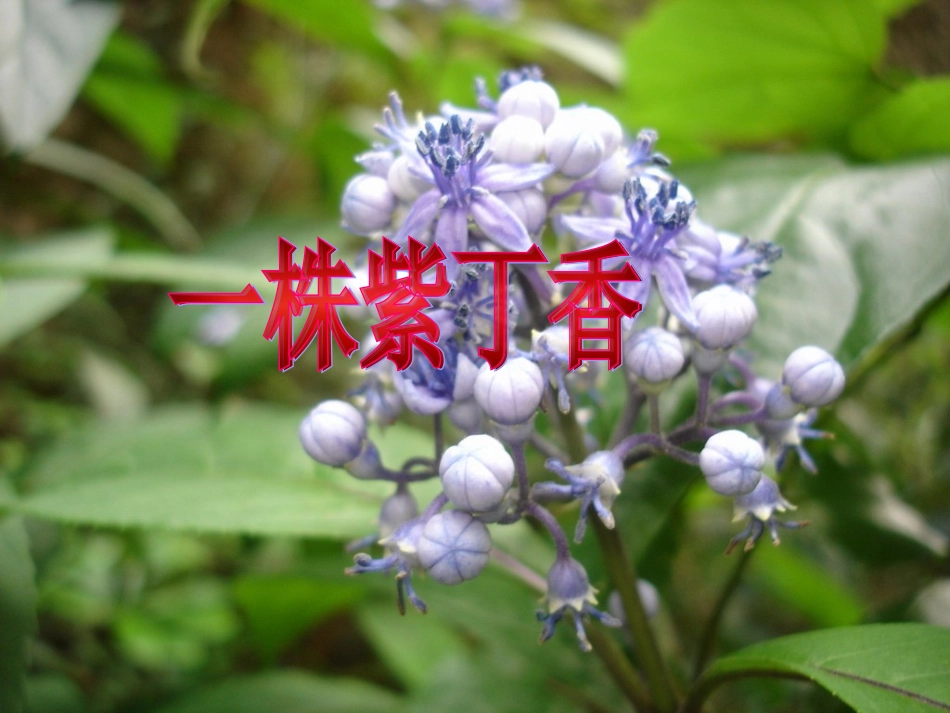人教版二年级上册5一株紫丁香课件_第1页