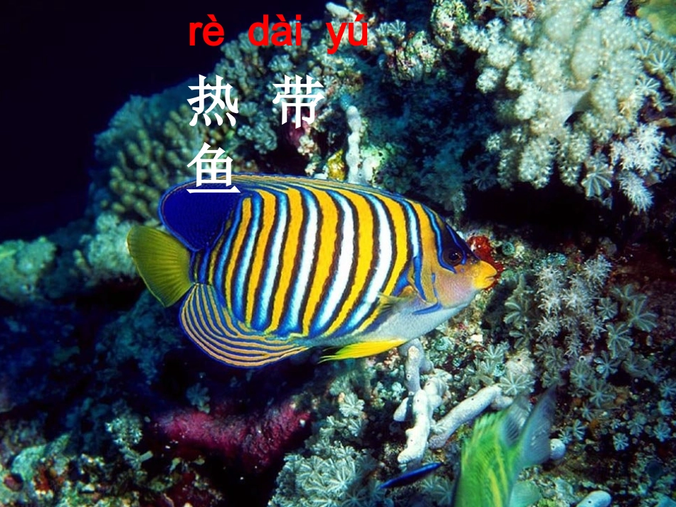 《热带鱼》课件_第1页