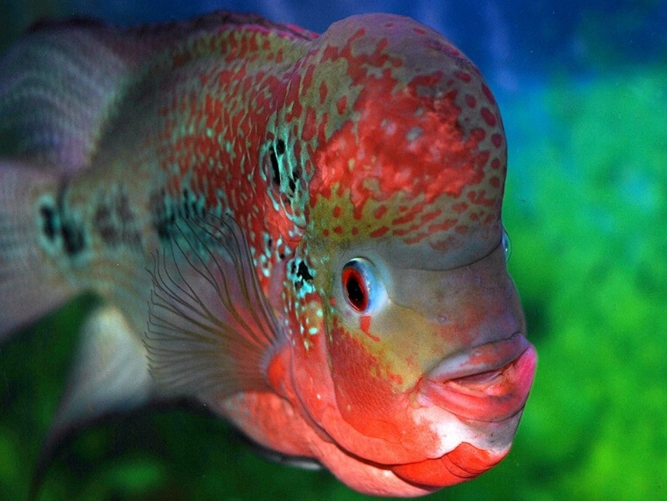 《热带鱼》课件_第2页