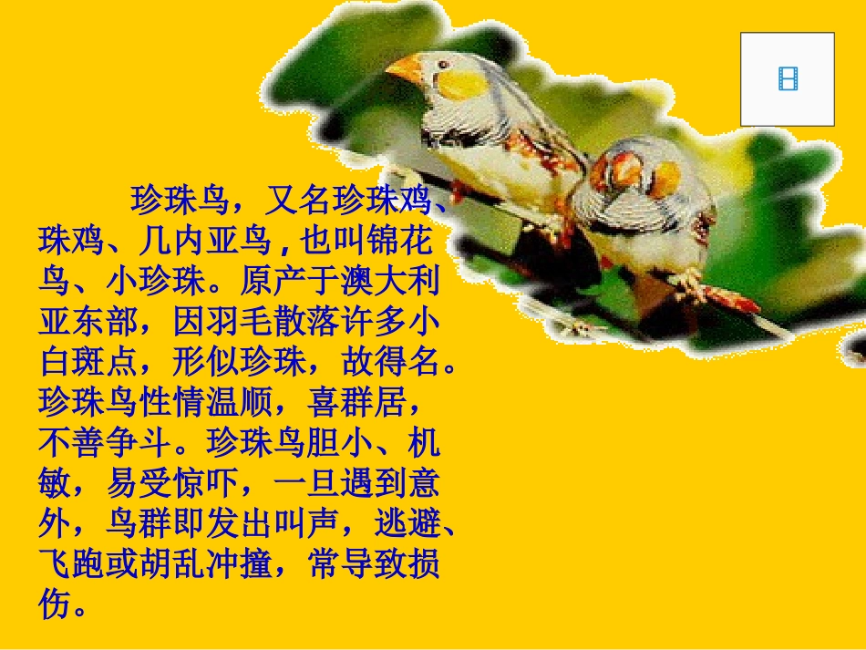 《珍珠鸟》教学课件_第2页