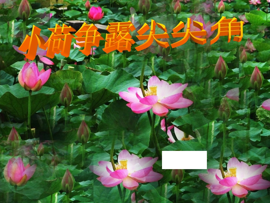 小荷争露尖尖角41_第1页