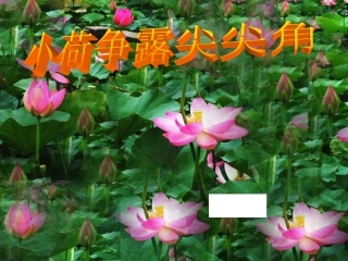 小荷争露尖尖角41