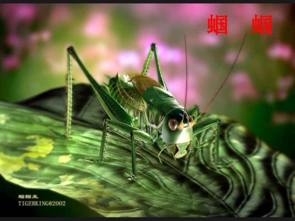 《绿色蝈蝈》课件6_第3页