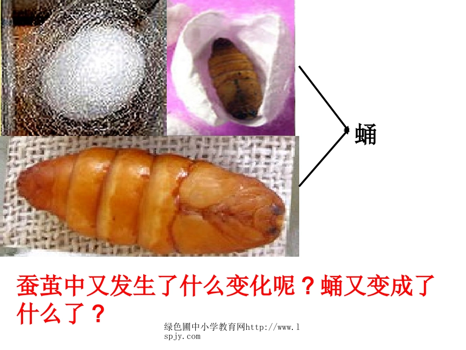蛹变成了什么PPT_第1页