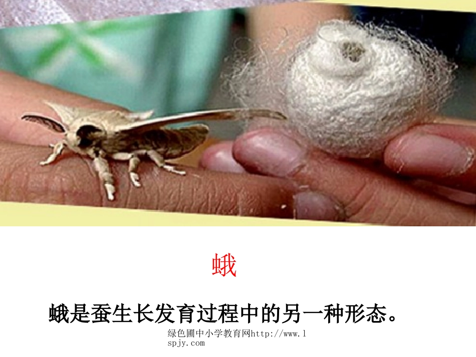 蛹变成了什么PPT_第2页