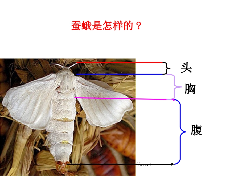 蛹变成了什么PPT_第3页