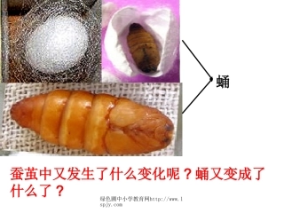 蛹变成了什么PPT
