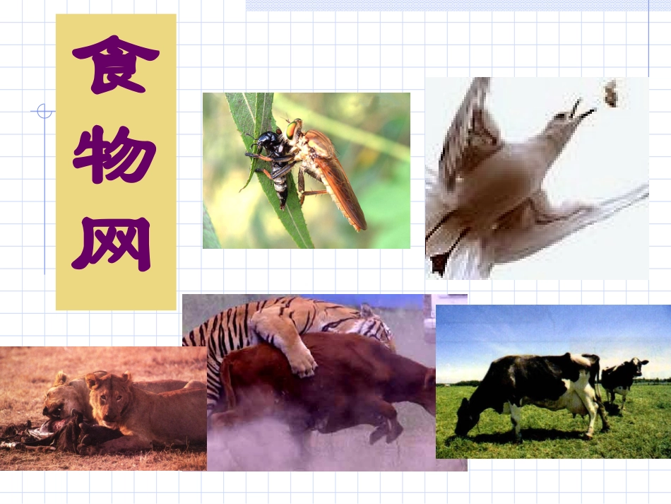 柴琪食物网课件_第3页