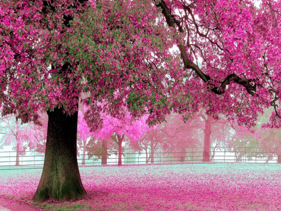 司伟伟《春》说课_第3页