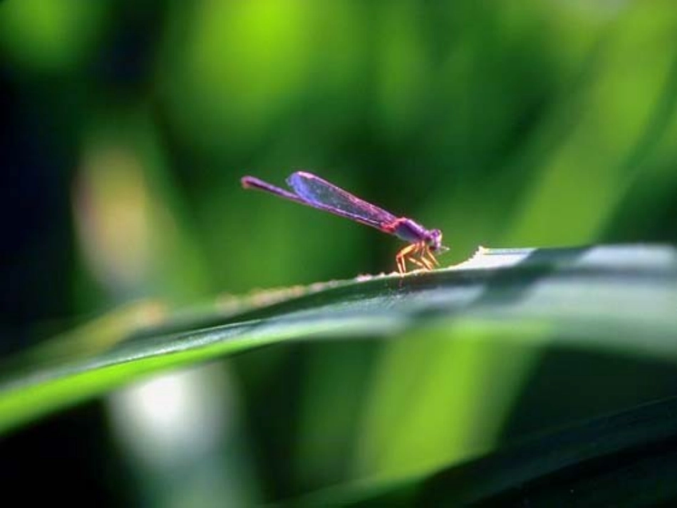 2013年人教版八年级生物上册第三章《动物在生物圈中的作用》课件_第2页