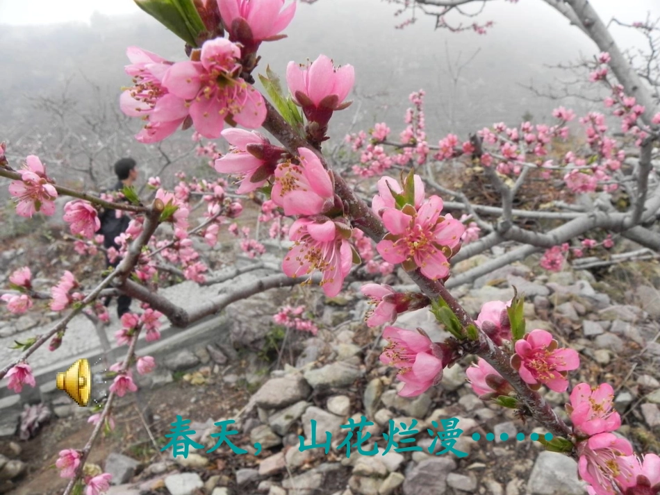 《春晓》课件_第3页