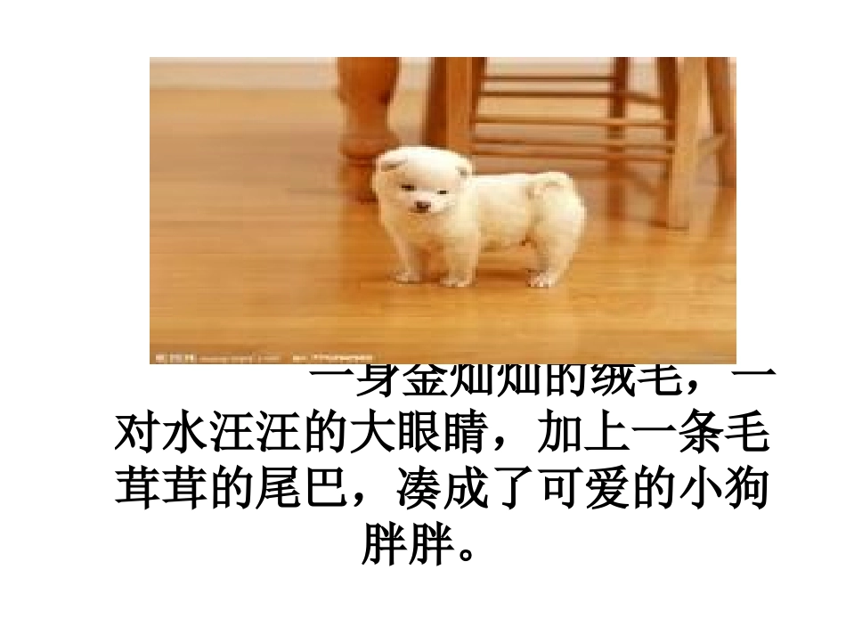 我喜爱的一种小动物_第1页