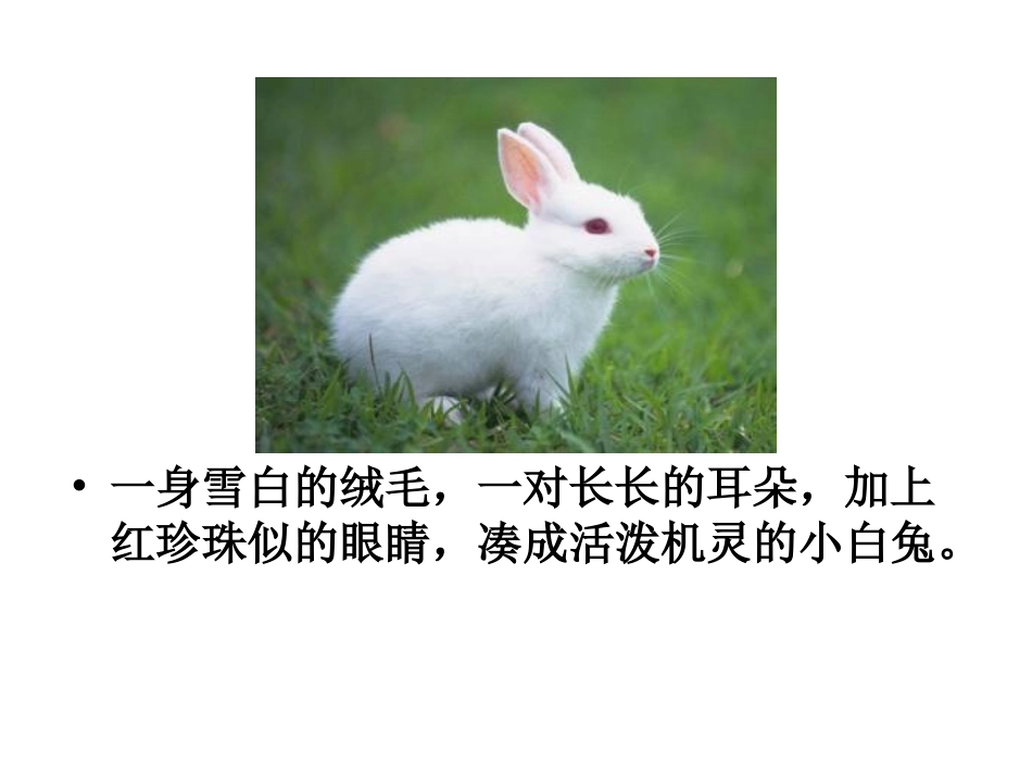 我喜爱的一种小动物_第2页