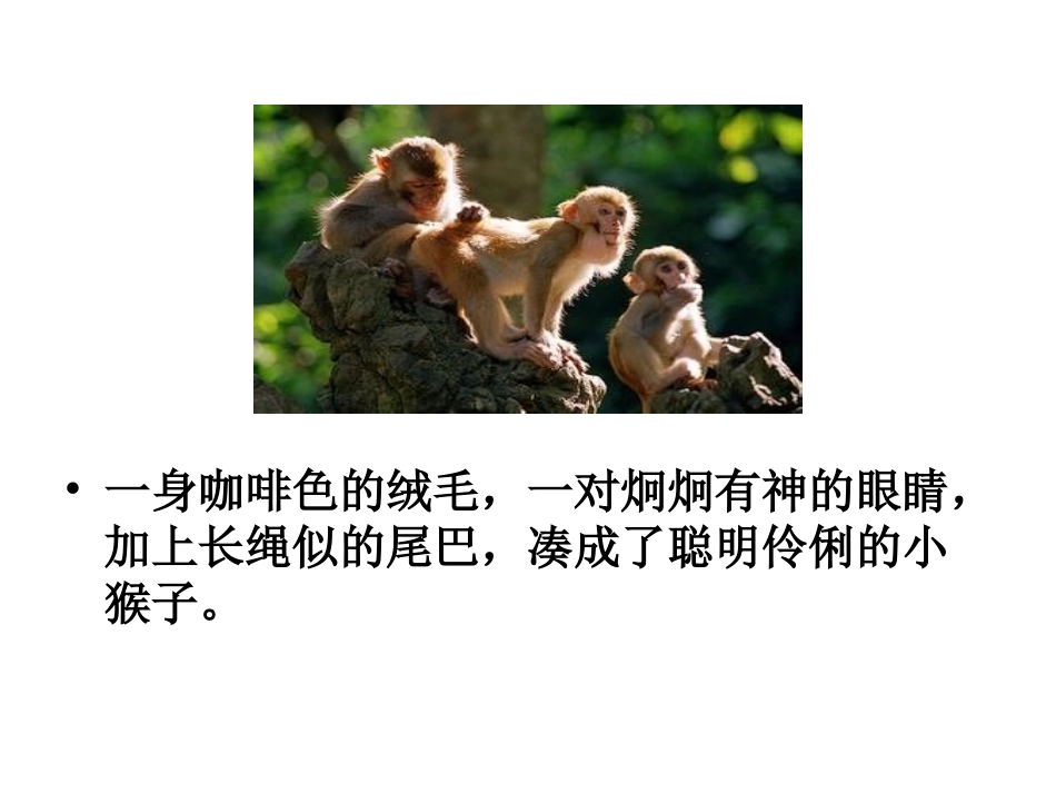 我喜爱的一种小动物_第3页