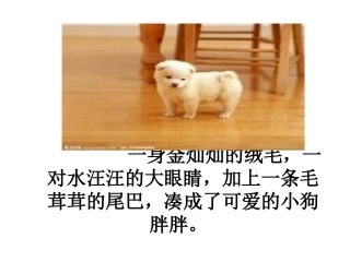 我喜爱的一种小动物