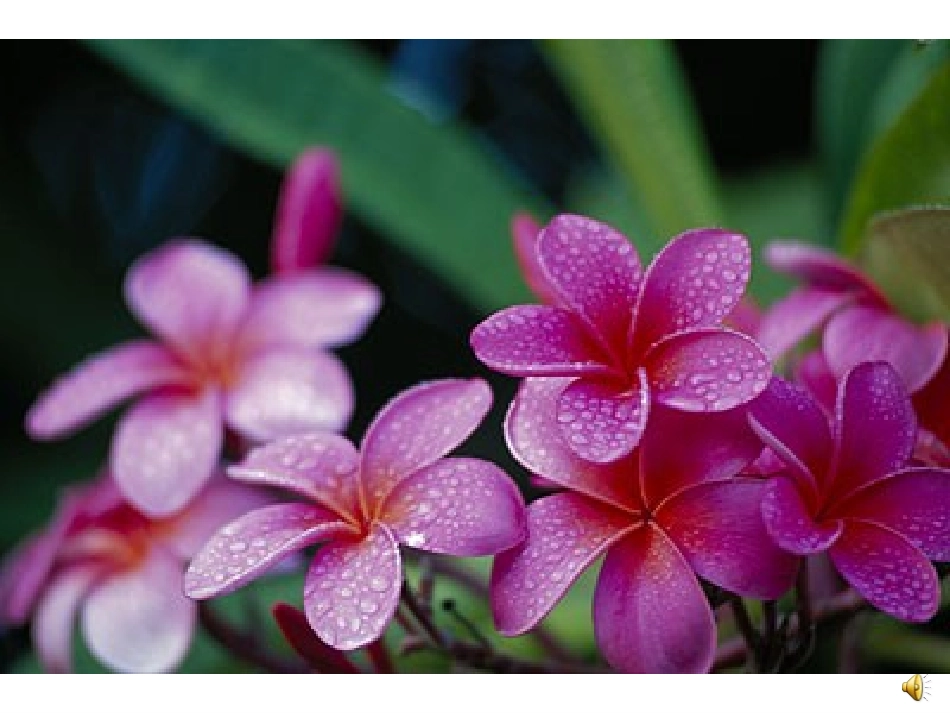 《花钟》课件 (2)_第2页