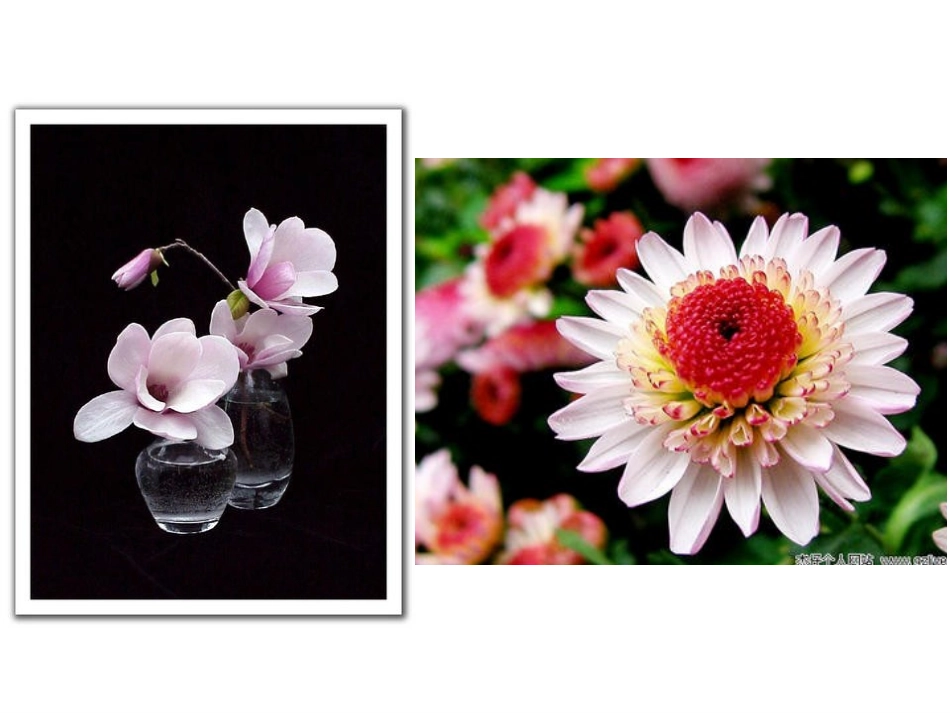 《花钟》课件 (2)_第3页