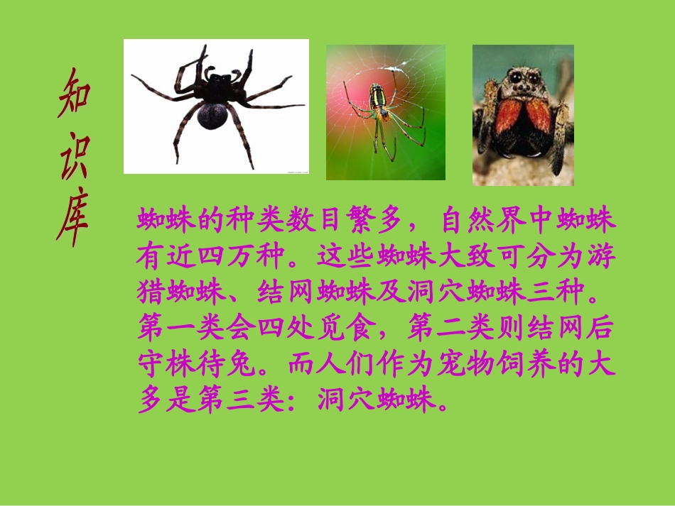 五年级《蜘蛛脱险》课件_第3页