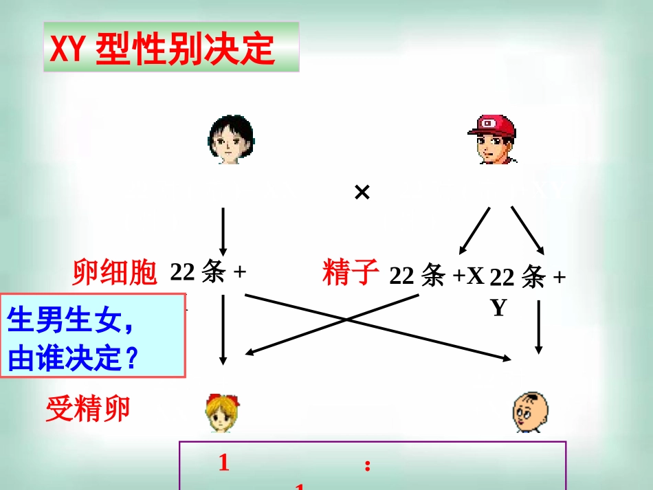 高中生物《23伴性遗传》课件新人教版必修2_第3页