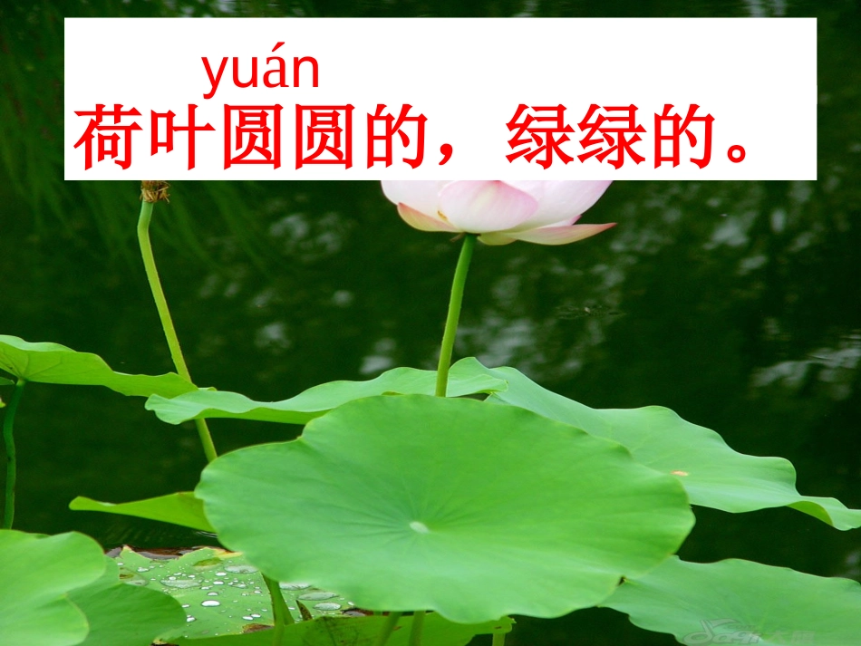 《荷叶圆圆》课件_第2页