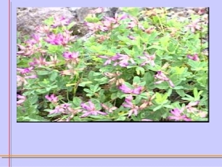 《古诗两首·咏柳》课件【11页】