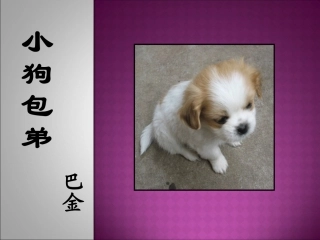 《小狗包弟》