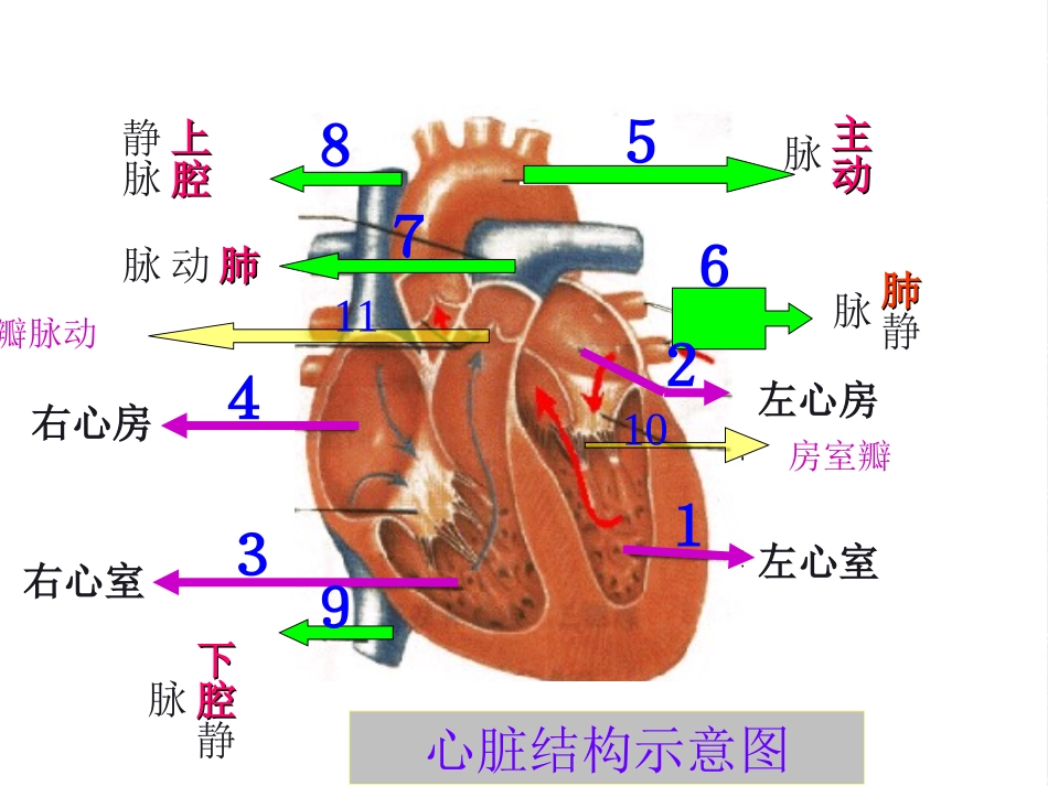 输送血液的泵_第3页