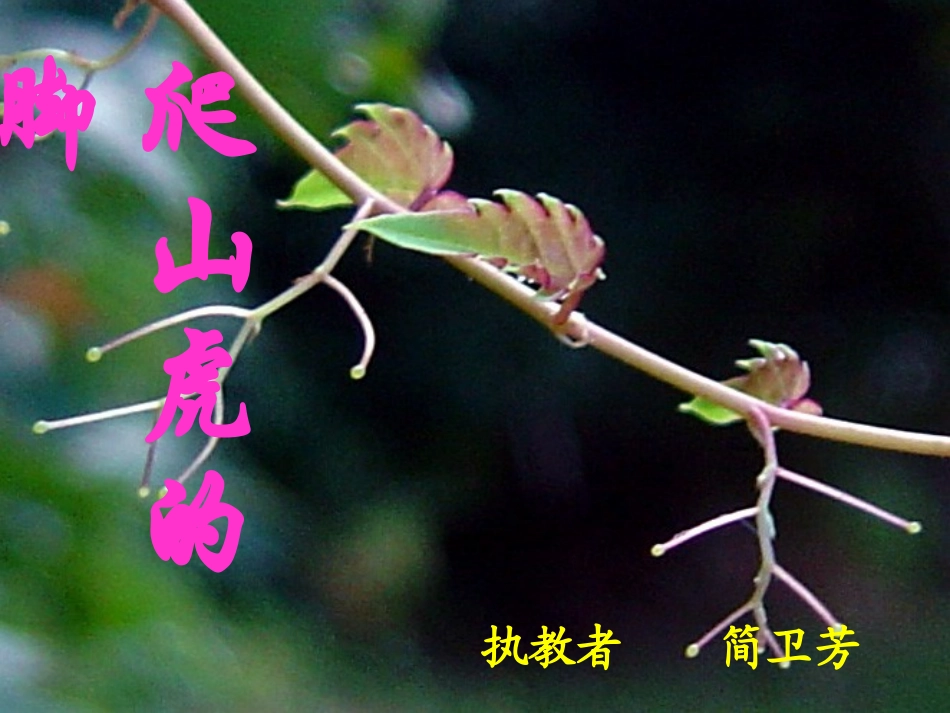 爬山虎的脚教学课件_第1页