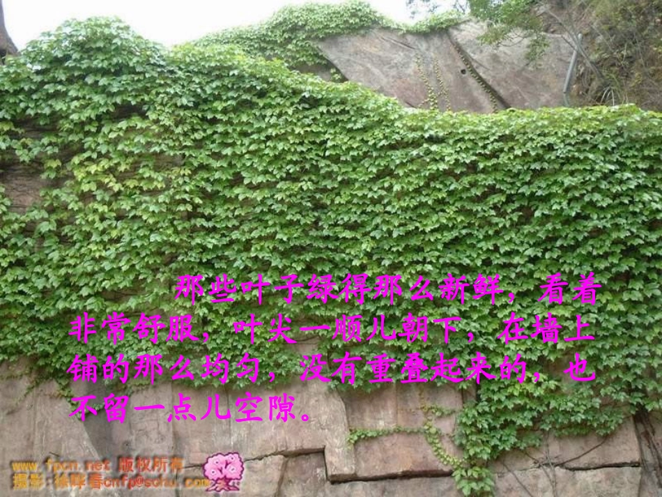 爬山虎的脚教学课件_第2页