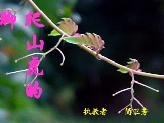 爬山虎的脚教学课件
