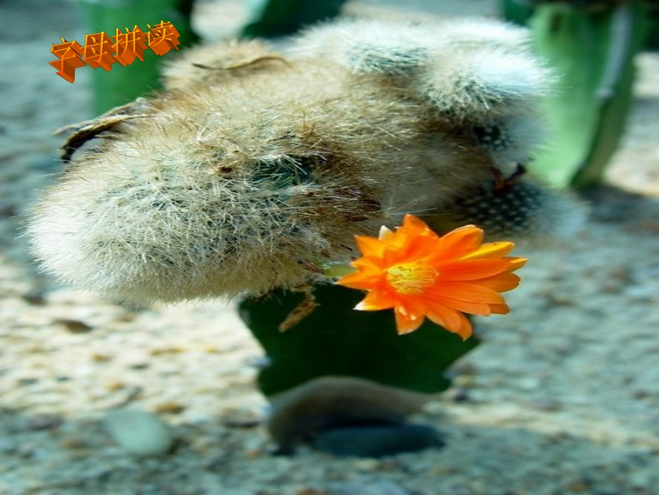 字母拼读及书写格式_第2页