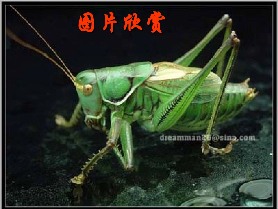 绿色蝈蝈PPT课件_第2页