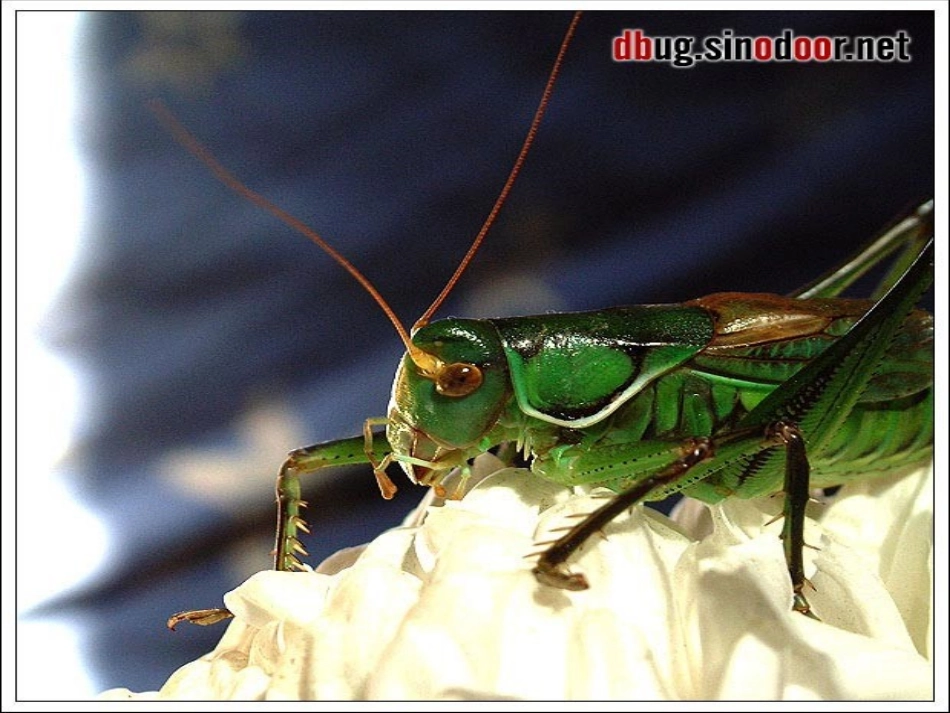 绿色蝈蝈PPT课件_第3页