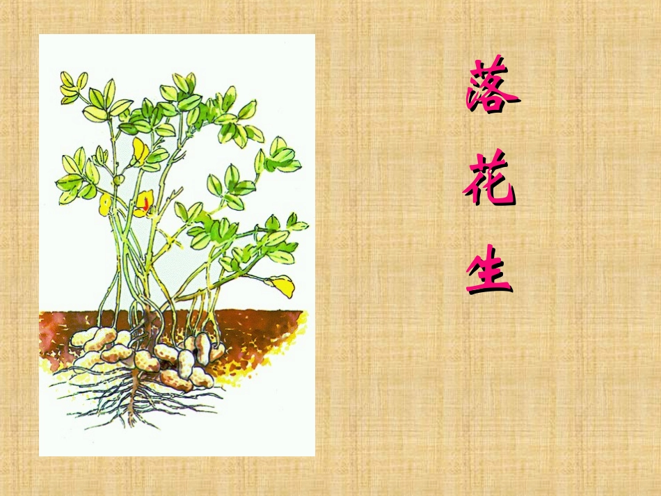 落花生课件 (2)_第3页