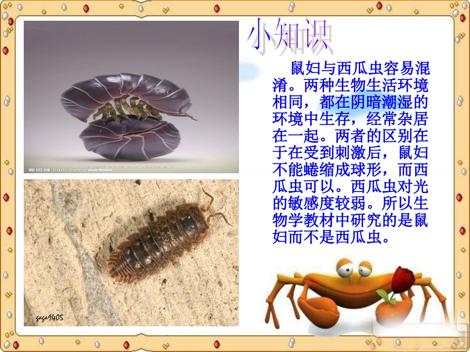 初一生物鼠妇实验_第2页