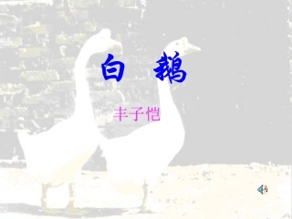 语文版《白鹅》课件6