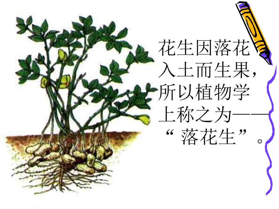 《落花生》课件 (2)_第2页