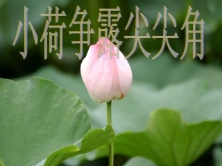 湘教版+七年级上册第四单元第一节第一框+合理竞争（共17张PPT）